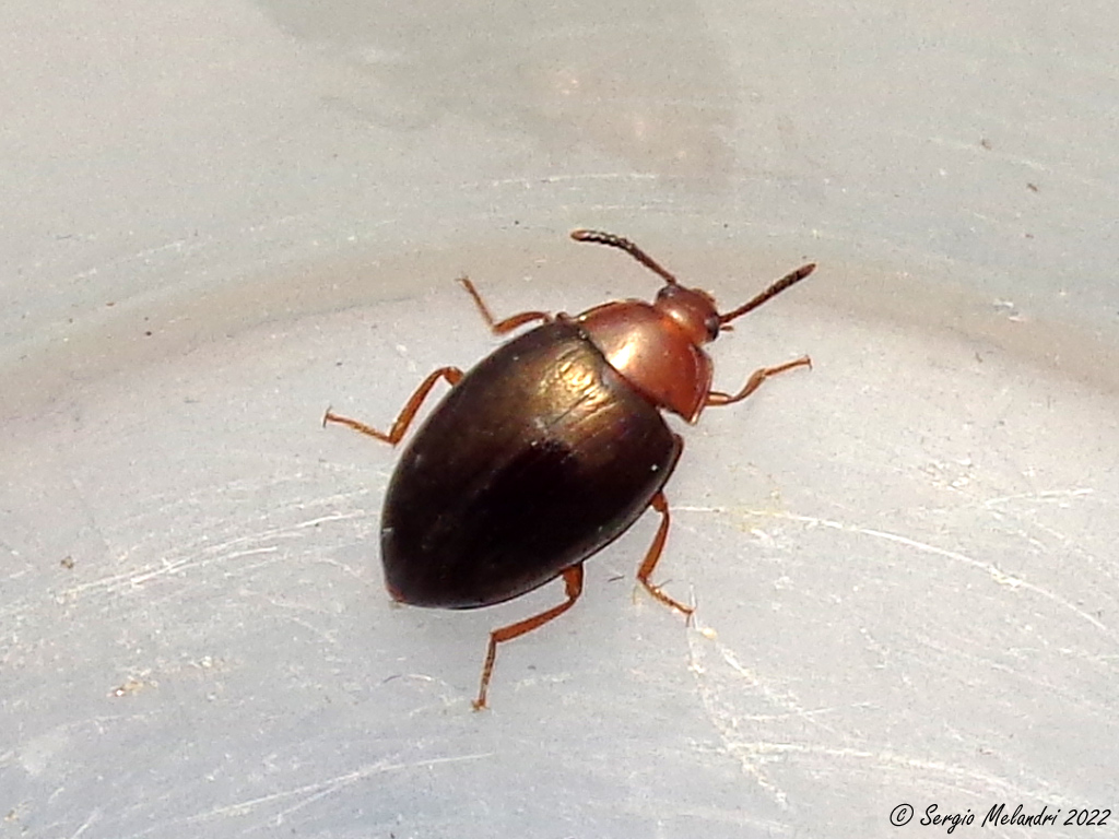 Tenebrionidae: Scaphidema metallicum